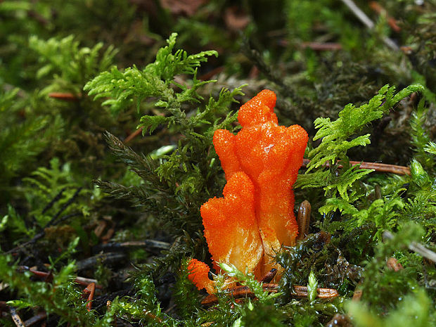 žezlovka hmyzová Cordyceps militaris (Fr.) Link