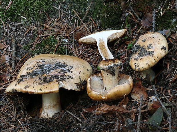 pavučinovec plavookrový Cortinarius xantho-ochraceus P.D. Orton