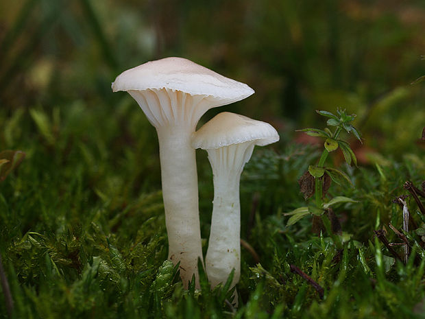 lúčnica snehobiela Cuphophyllus virgineus (Wulfen) Kovalenko