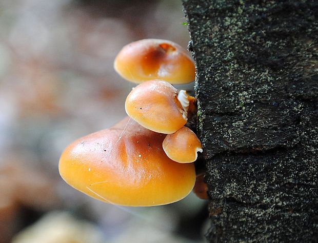 plamienka Flammulina sp.