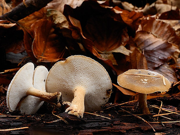 trúdnik zimný Lentinus brumalis (Pers.) Zmitr.