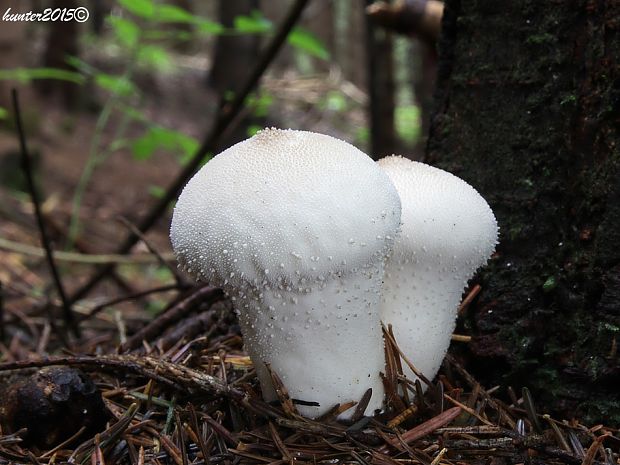 prášnica bradavičnatá Lycoperdon perlatum Pers.