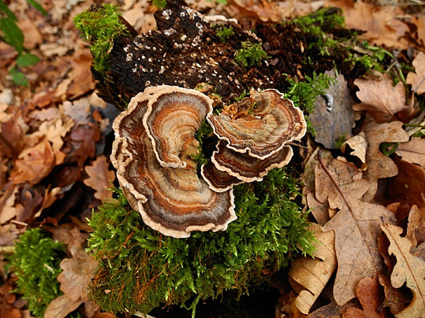 trúdnikovec pestrý Trametes versicolor (L.) Lloyd