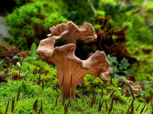 rebrovička lopatkovitá Arrhenia spathulata (Fr.) Redhead