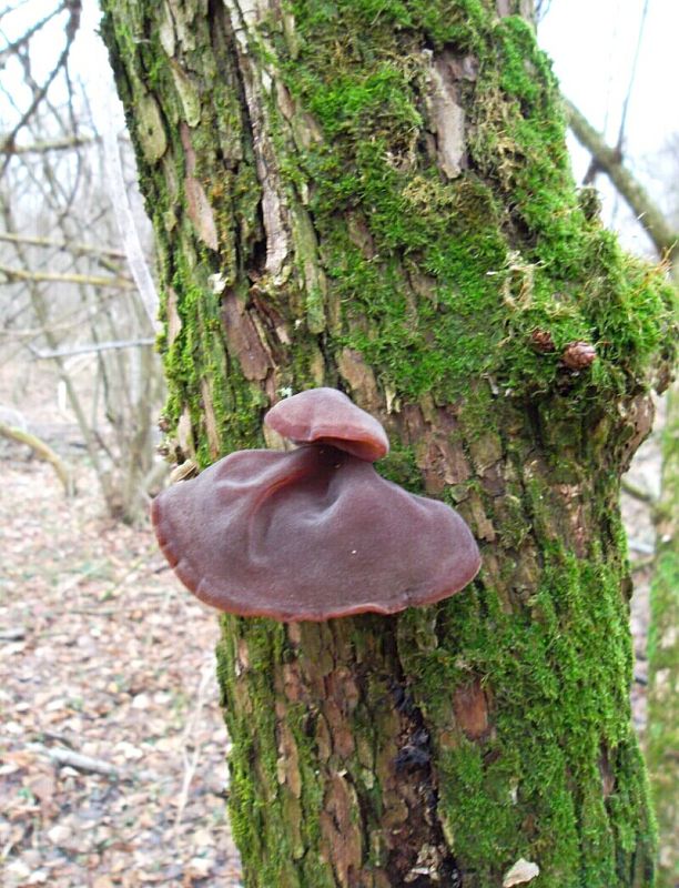 uchovec bazový Auricularia auricula-judae (Bull.) Quél.