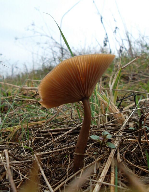 strmuľka Clitocybe sp.