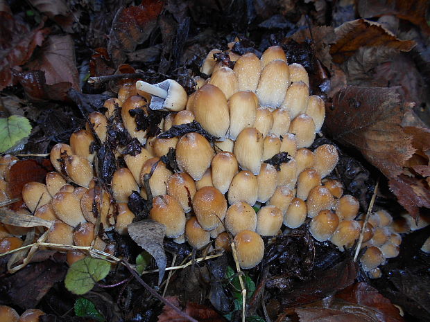 hnojník ligotavý Coprinellus micaceus (Bull.) Vilgalys, Hopple & Jacq. Johnson