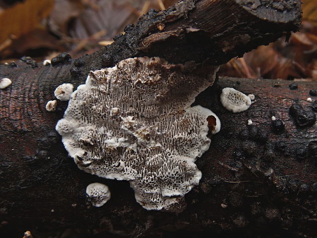 pórovka mäkká Datronia mollis (Sommerf.) Donk