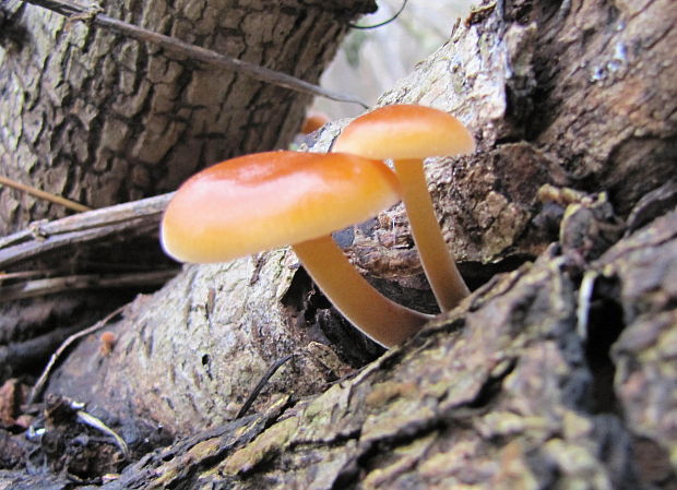 plamienka Flammulina sp.