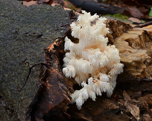 koralovec bukový Hericium coralloides (Scop.) Pers.