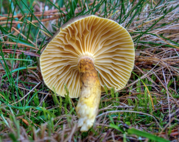 šťavnačka mrazová Hygrophorus hypothejus (Fr.) Fr.