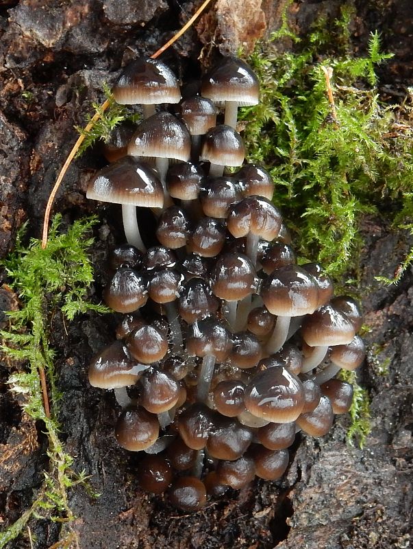 prilbička hnedosivá Mycena tintinnabulum (Paulet) Quél.