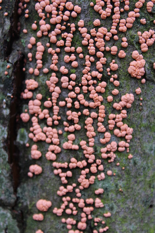 hlivka červená Nectria cinnabarina (Tode) Fr.