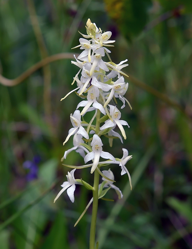 vemenník dvojlistý Platanthera bifolia (L.) Rich.