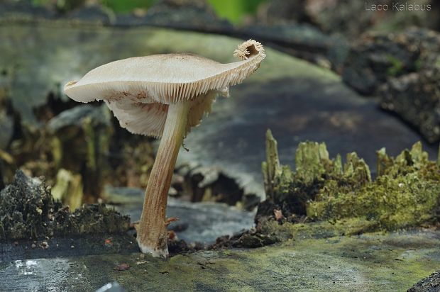 štítovka Pluteus sp.