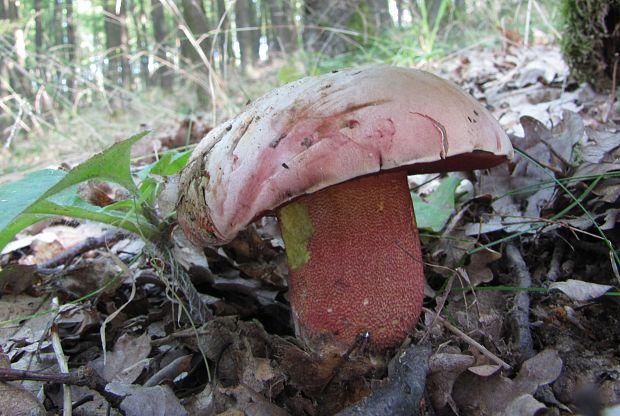 hríb purpurový Rubroboletus rhodoxanthus Kuan Zhao &amp; Zhu L. Yang