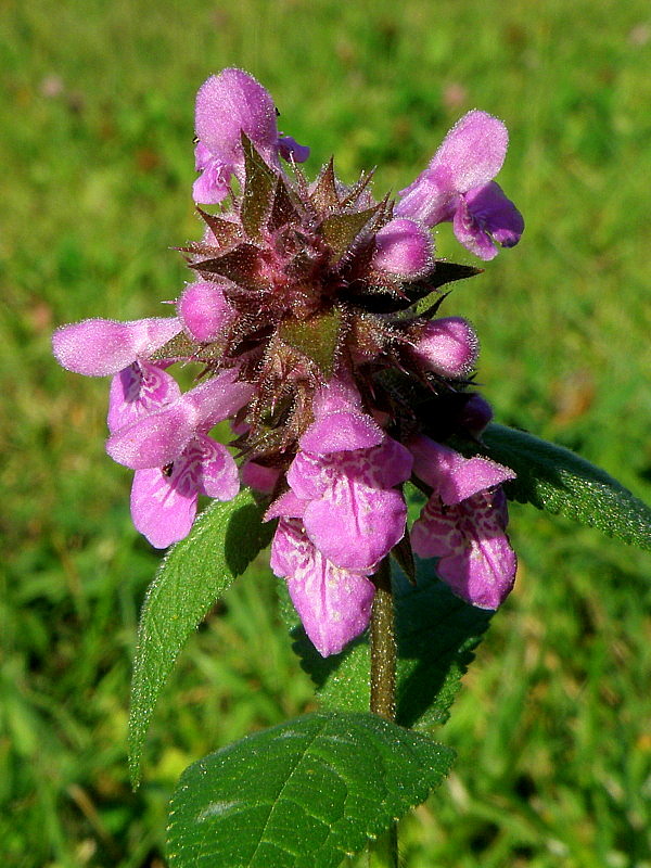 čistec močiarny Stachys palustris L.