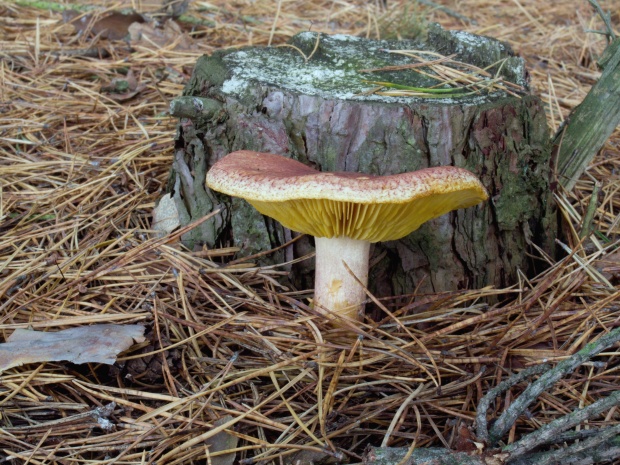 čírovec červenožltý Tricholomopsis rutilans (Schaeff.) Singer