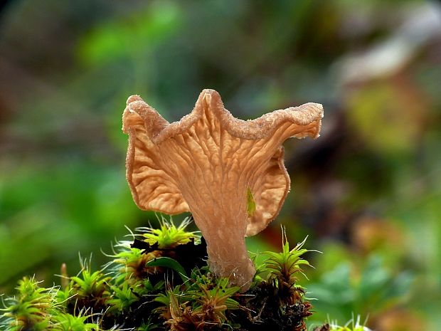 rebrovička lopatkovitá Arrhenia spathulata (Fr.) Redhead