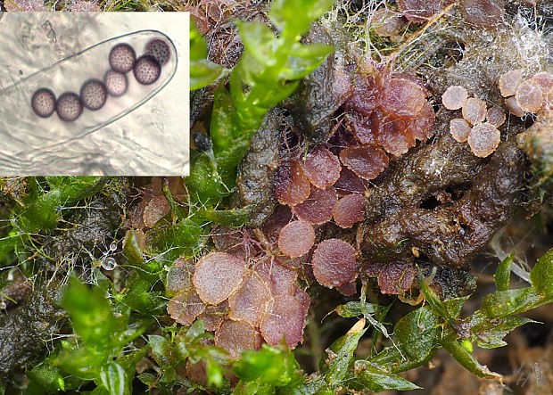 askobol Ascobolus brassicae P. Crouan & H. Crouan