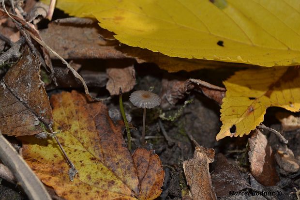 hnojník Coprinus sp.