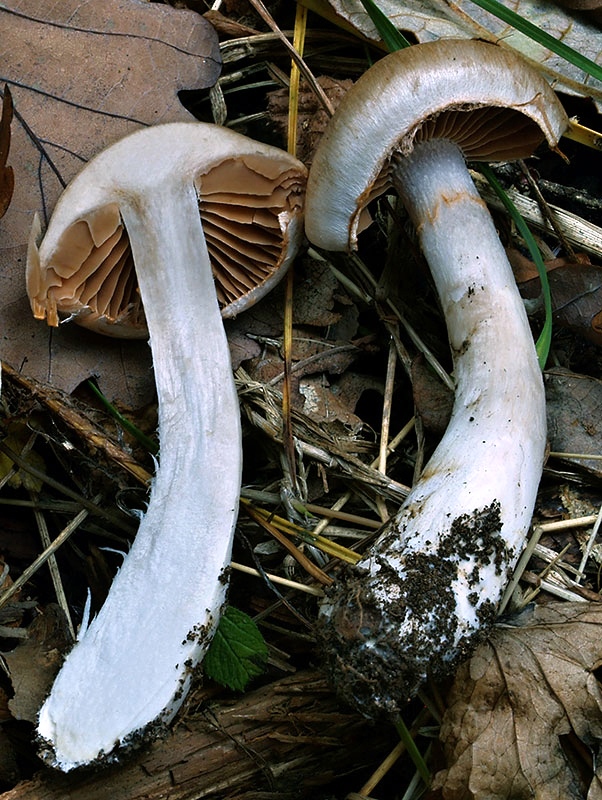 pavučinovec dvojtvárny Cortinarius biformis Fr.