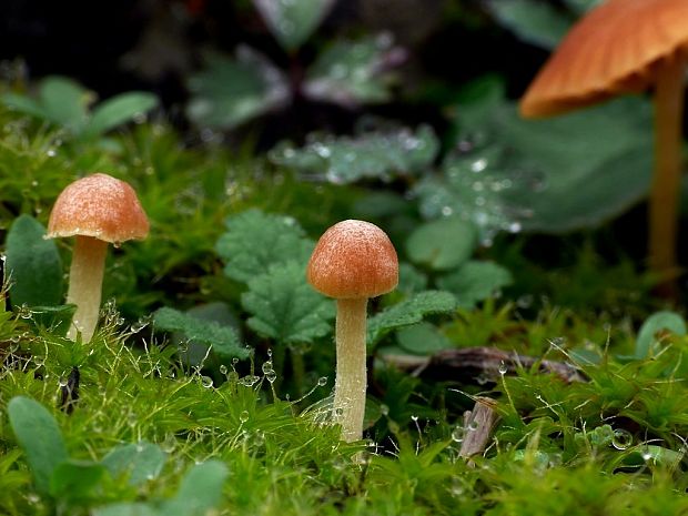 kapucňovka Galerina sp.