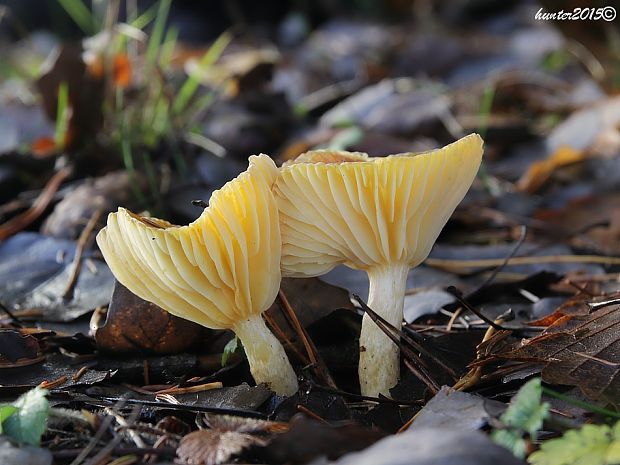 šťavnačka mrazová Hygrophorus hypothejus (Fr.) Fr.