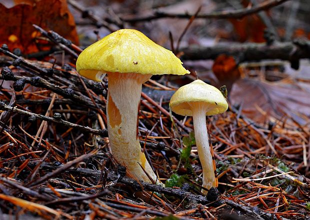 šťavnačka smrekovcová Hygrophorus lucorum Kalchbr.