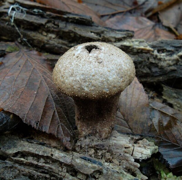 prášnica bradavičnatá Lycoperdon perlatum Pers.