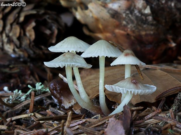 prilbička slizká Mycena epipterygia (Scop.) Gray