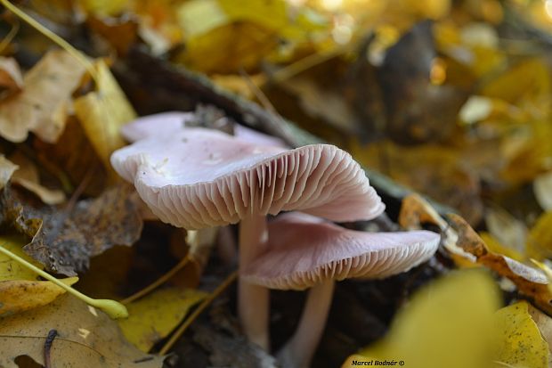 prilbička ružovkastá Mycena rosea Gramberg