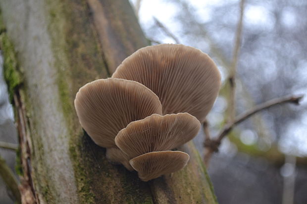 pňovka neskorá Sarcomyxa serotina (Pers.) P. Karst.