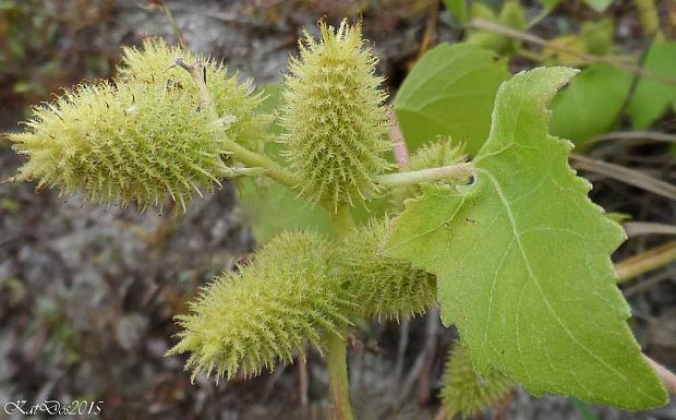 voškovník polabský Xanthium albinum  (Widder) H. Scholz