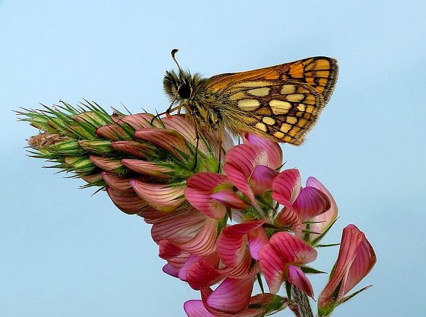 súmračník skorocelový (sk) / soumračník jitrocelový (cz) Carterocephalus palaemon Pallas, 1771