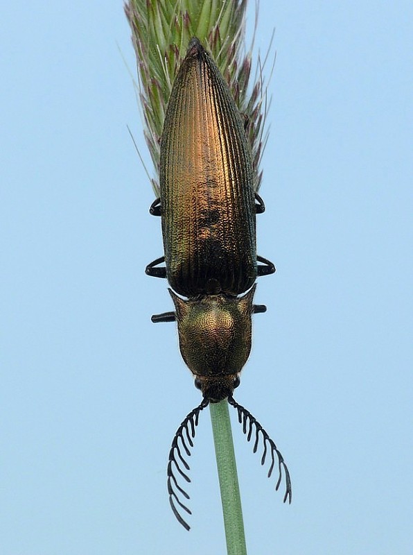 kováčik (sk) / kovařík zelený (cz) Ctenicera pectinicornis Linnaeus, 1758