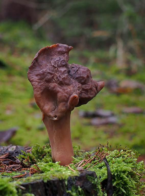 ušiak mitrovitý Gyromitra infula (Schaeff.) Quél.