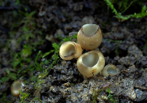 chriapač sosnový Helvella leucomelaena (Pers.) Nannf.