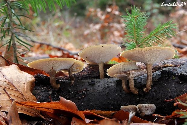 trúdnik zimný Lentinus brumalis (Pers.) Zmitr.