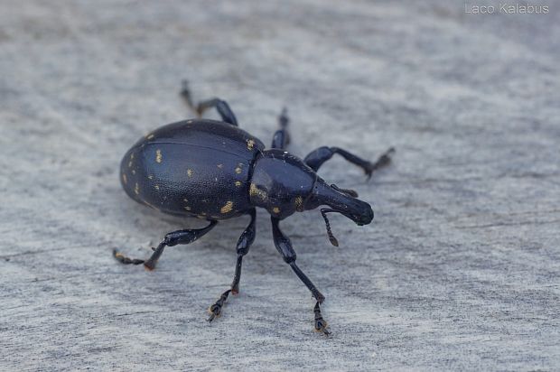 tvrdoň deväťsilový Liparus glabrirostris