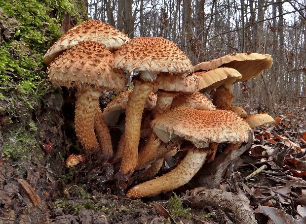 Pholiota squarrosa (Vahl) P. Kumm.