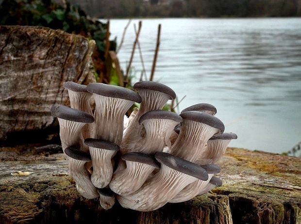 hliva ustricovitá Pleurotus ostreatus (Jacq.) P. Kumm.