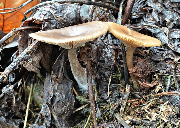 strmulica čiaškovitá Pseudoclitocybe cyathiformis (Bull.) Singer