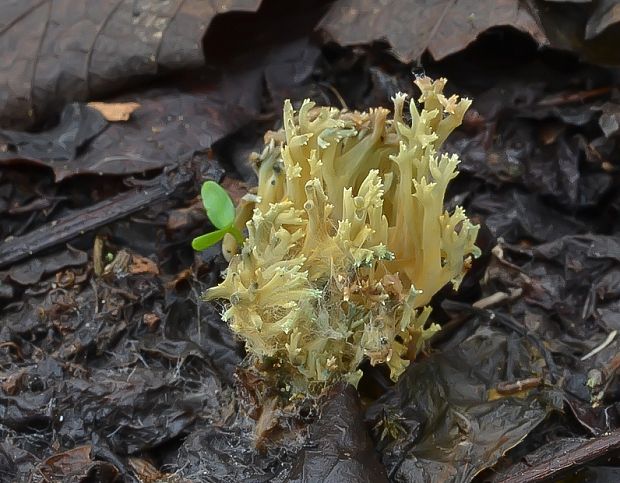 strapačka Ramaria sp.