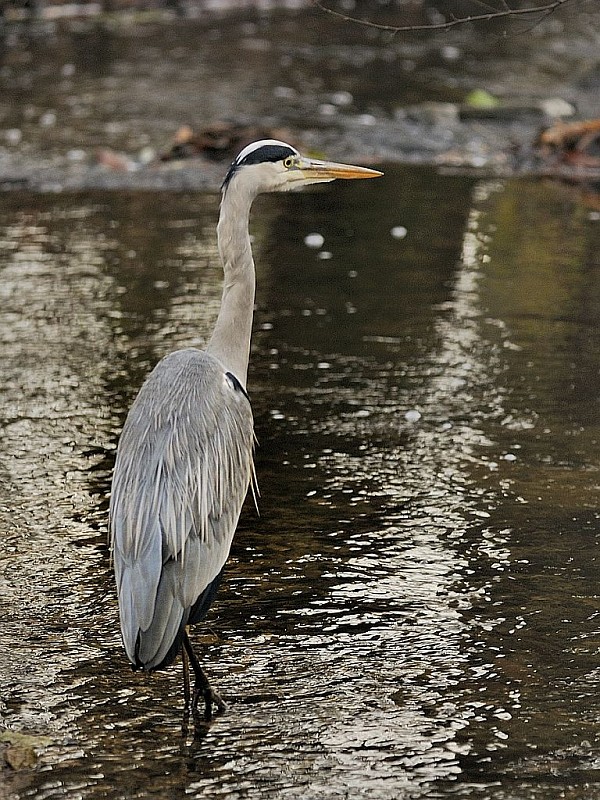 volavka popolavá Ardea cinerea