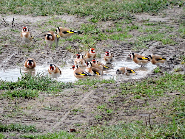 stehlík pestrý   Carduelis carduelis