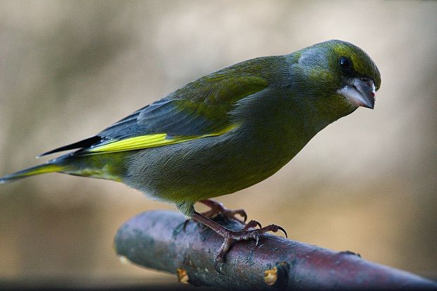 stehlík zelený Carduelis chloris