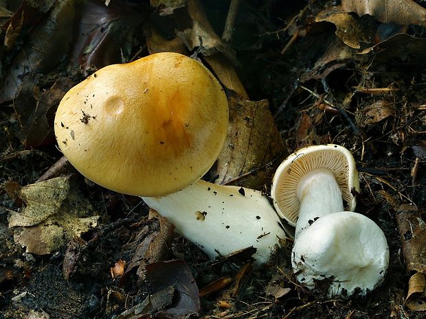 pavučinovec zmäkčený Cortinarius emollitus Fr.