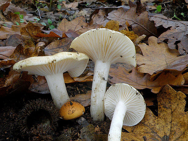 šťavnačka vláknitá Hygrophorus arbustivus Fr.