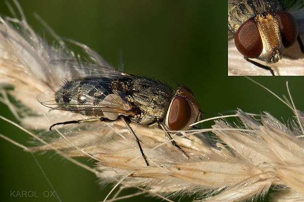 mäsiarka Miltogramma rutilans (cf.)